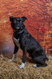 Westerville 4th Friday Halloween Portraits 2023 Dog portrait